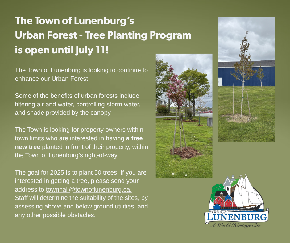 Copy of Urban Forest IG