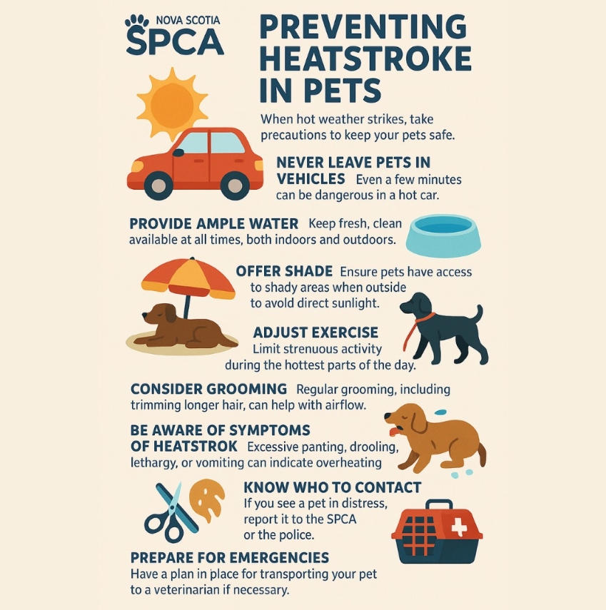 Pet Heatrstroke for Instagram